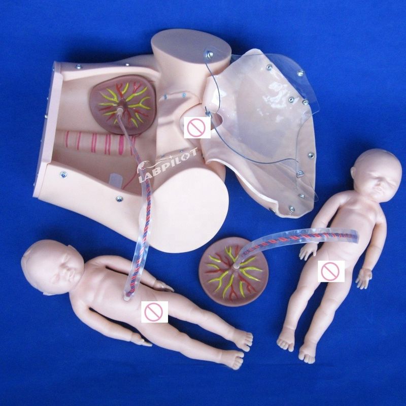 Menschliche Lebensgröße Schwangere Puppe Baby Labor Lieferung Simulator für Medizinische Wissenschaft Modell